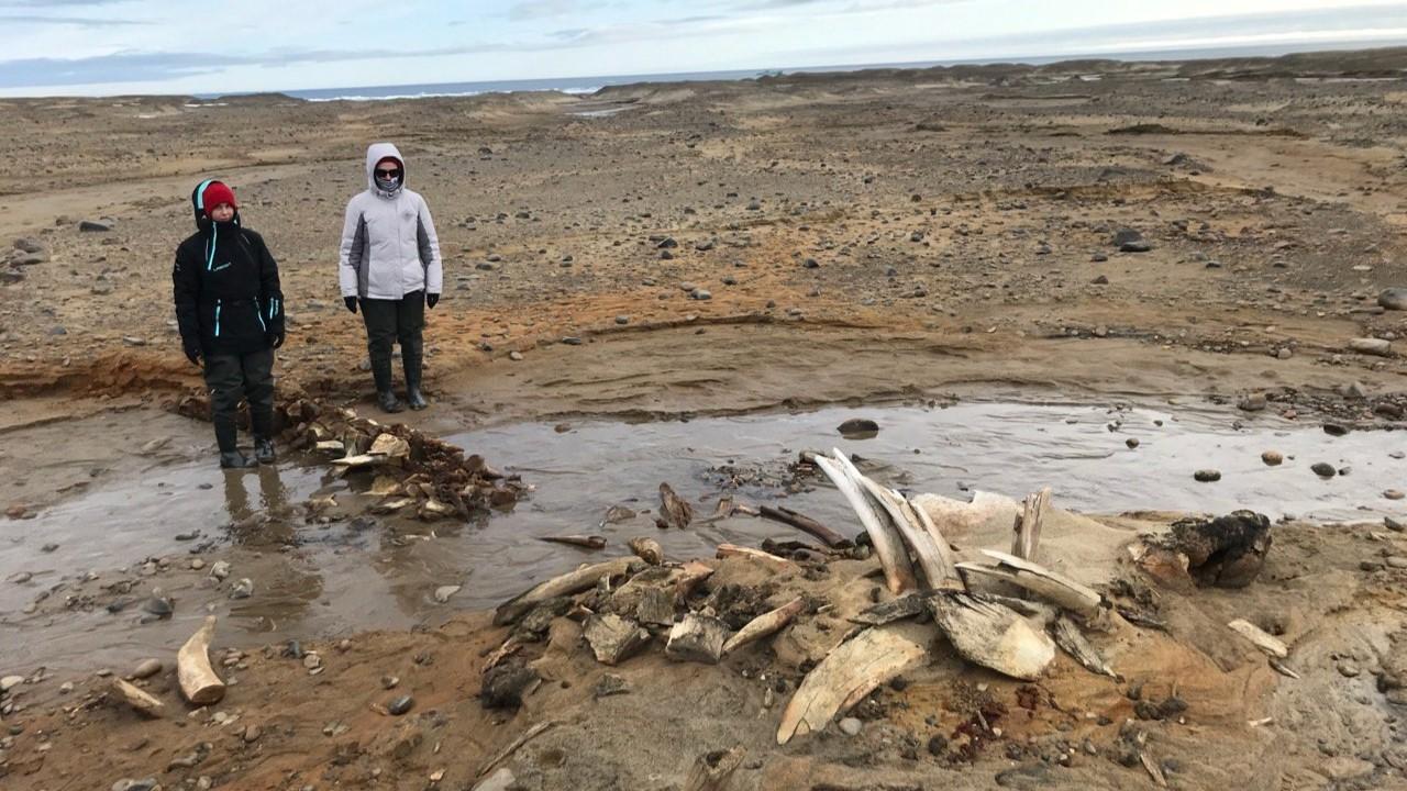 Останки древних китов обнаружили ученые на месте отступившего ледника в Арктике